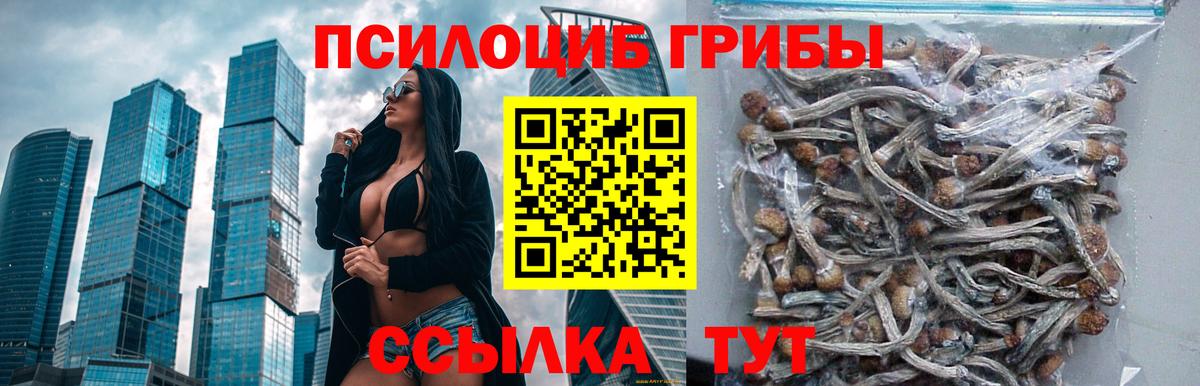 Галлюциногенные грибы Psilocybe Костомукша